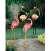 Bright Standing Flamingo Looking Back